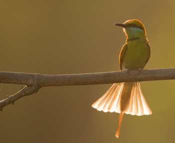 bird